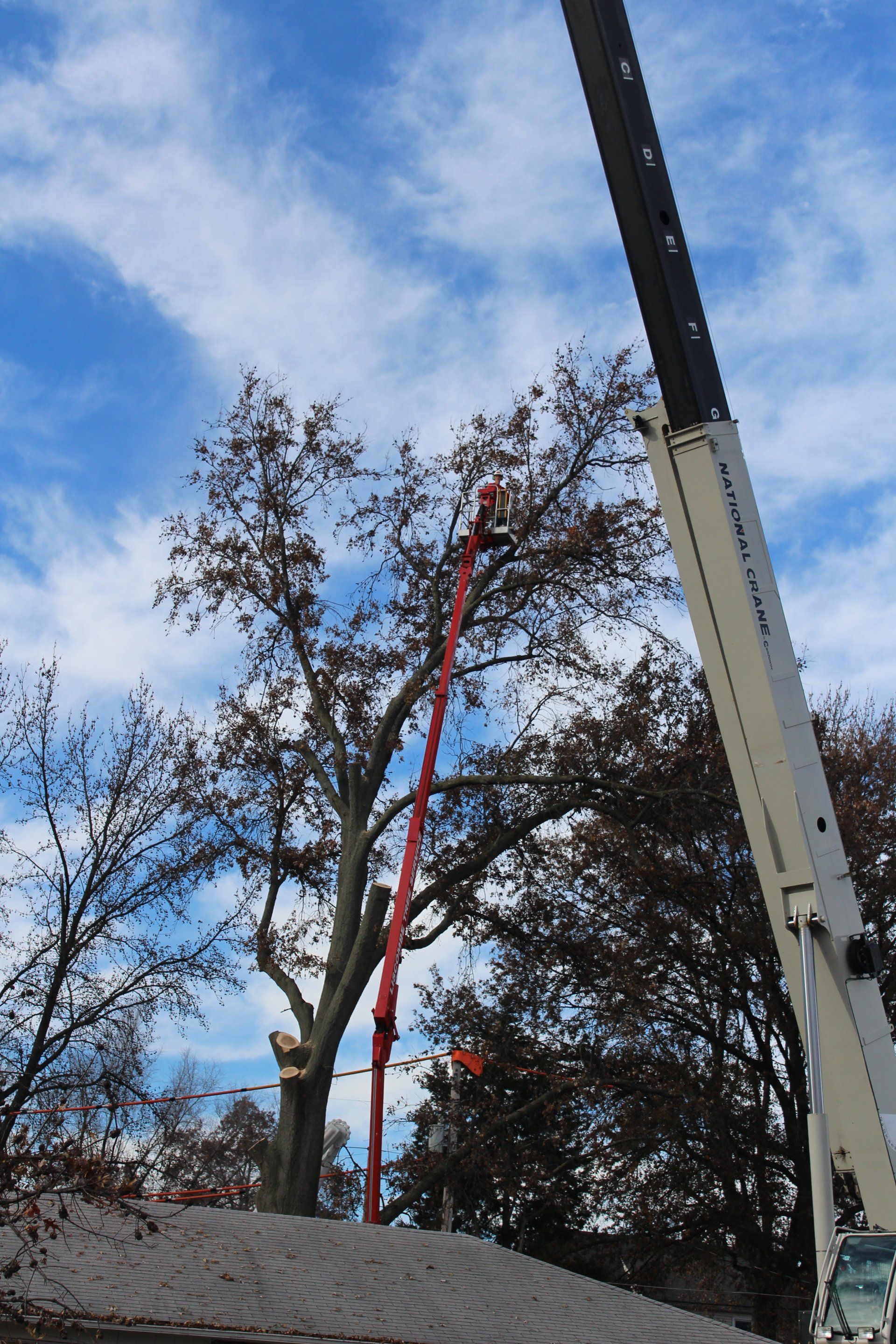 Tree Service 3146509055 St. Charles, MO