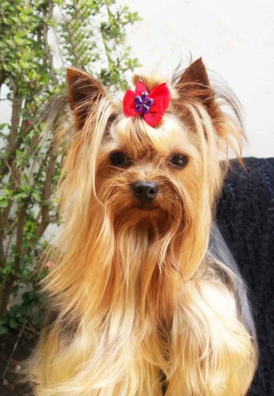 Yorkshire en Venta Criadero Yorkshires.mx Guadalajara