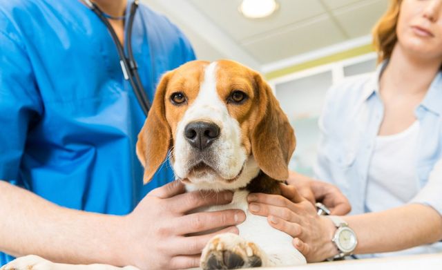 Veterinary Services Milford Orange Stratford Ct Snowflake Pet Center
