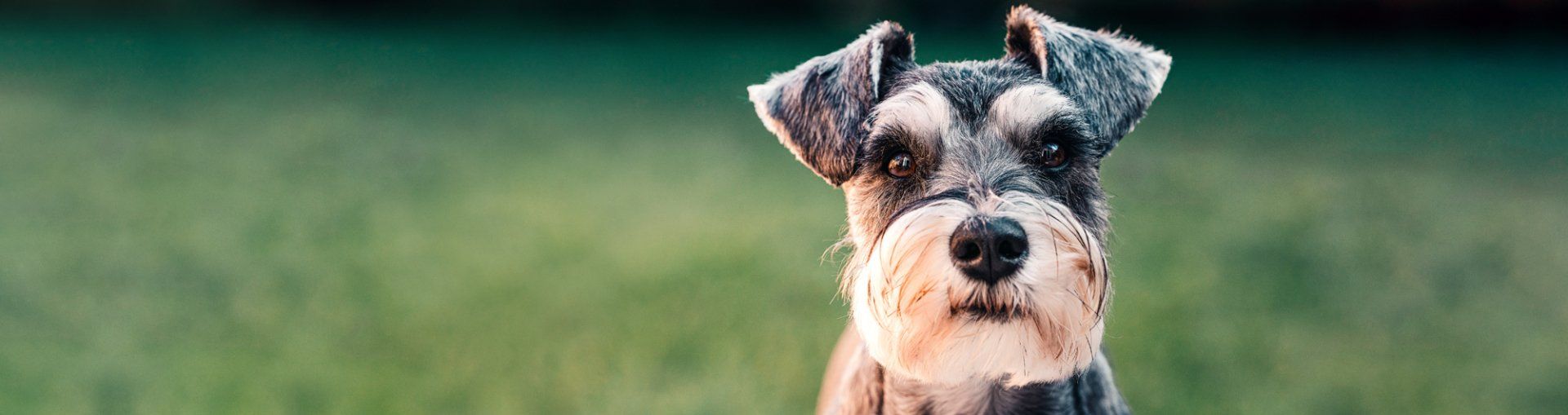 Vet Clinic in Carol Stream & Glen Ellyn, IL | Knoll Animal Hospital