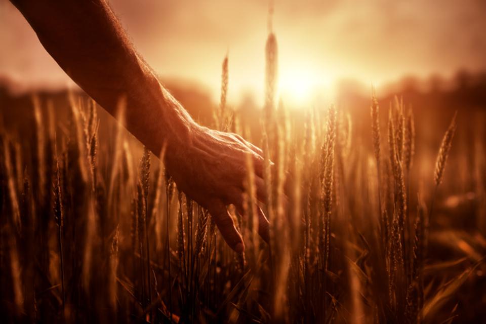Mano che sfiora le spighe