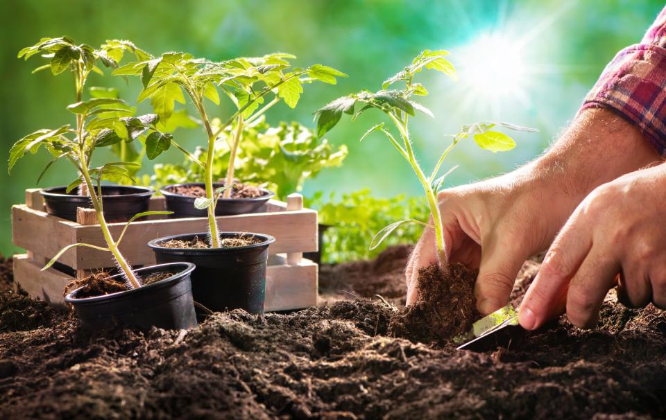 Mano che pianta germogli