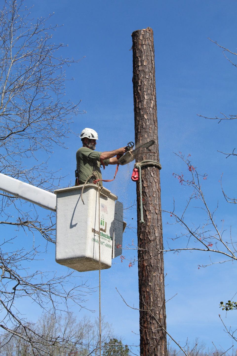 Tree Trimming Midlothian, VA Woodchuckers Tree Service
