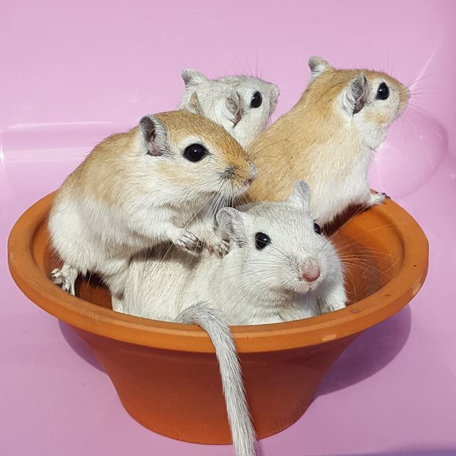 gerbil rescue near me