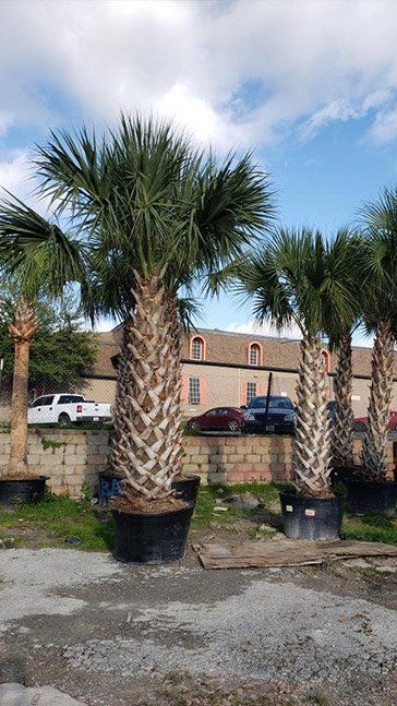 Exotic Plants Dallas Tx Texas Palm Trees And Irrigation Llc