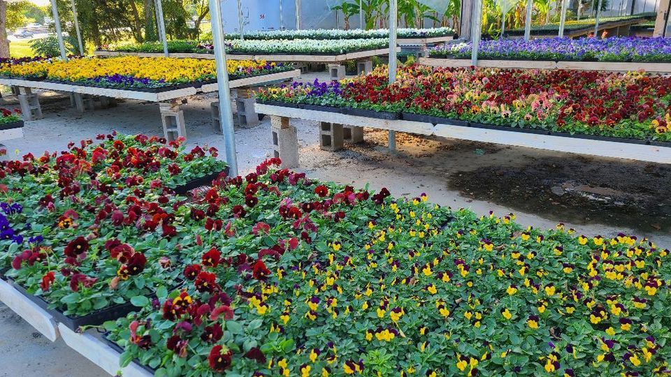 Landscaping Dallas, TX Texas Palm Trees and Irrigation LLC