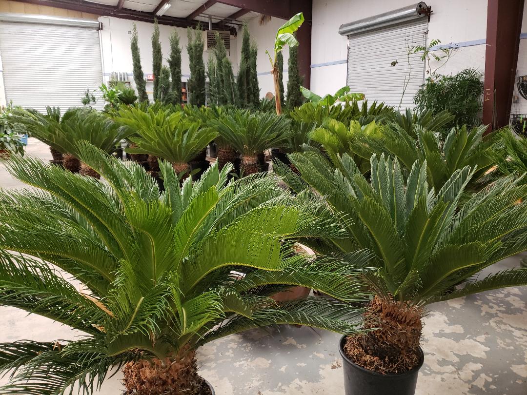 Exotic Plants Dallas, TX Texas Palm Trees and Irrigation LLC