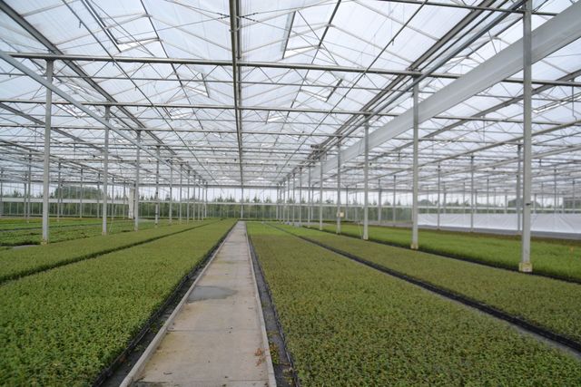 Cotoneaster Specialisations J A C Cuttings