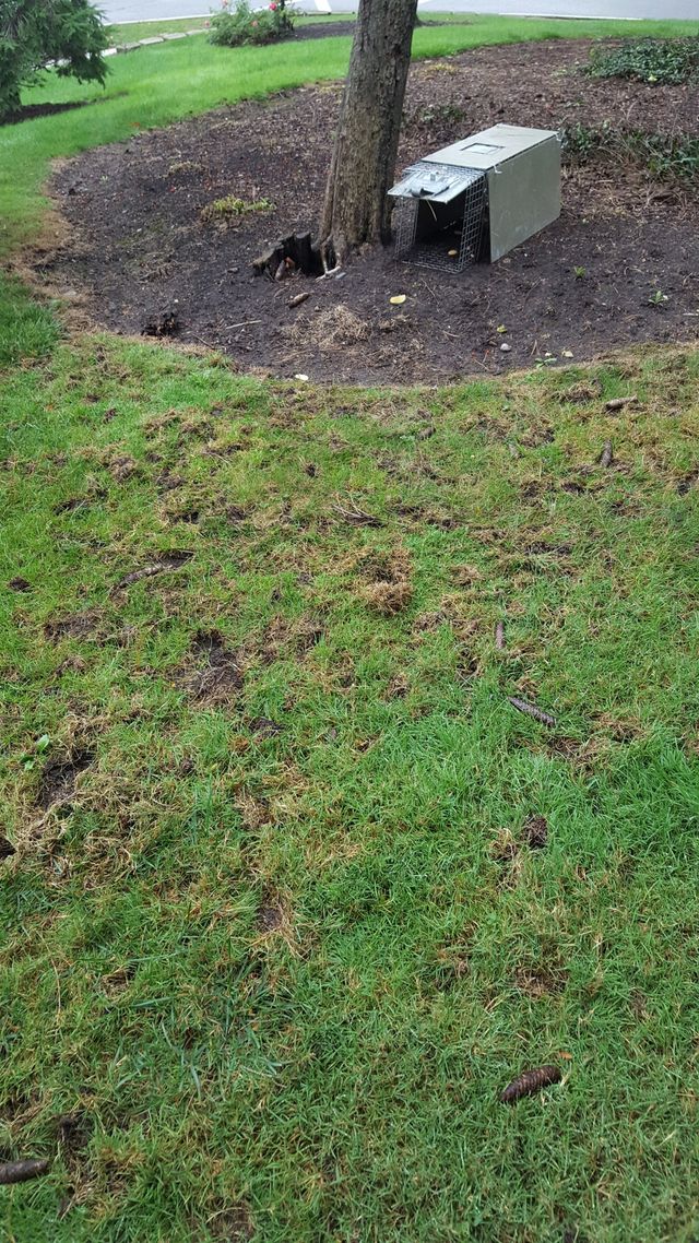 Do Skunks Live In Groundhog Holes - A Pictures Of Hole 2018