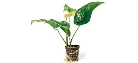 ANUBIAS CURLY HEART PLANT