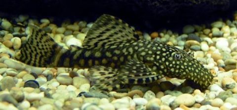 BRISTLENOSE