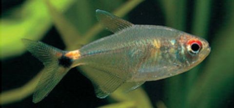 HEAD AND TAILLIGHT TETRA FISH