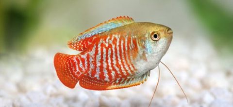 DWARF GOURAMI
