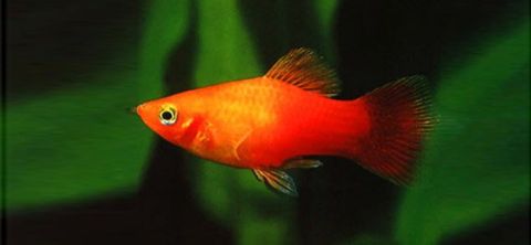 Platy Fish