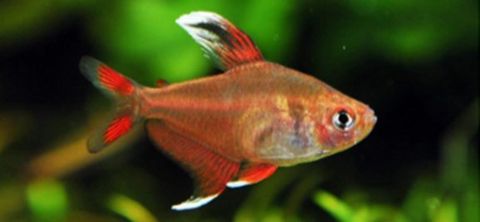 WHITE FIN ORNATE TETRA