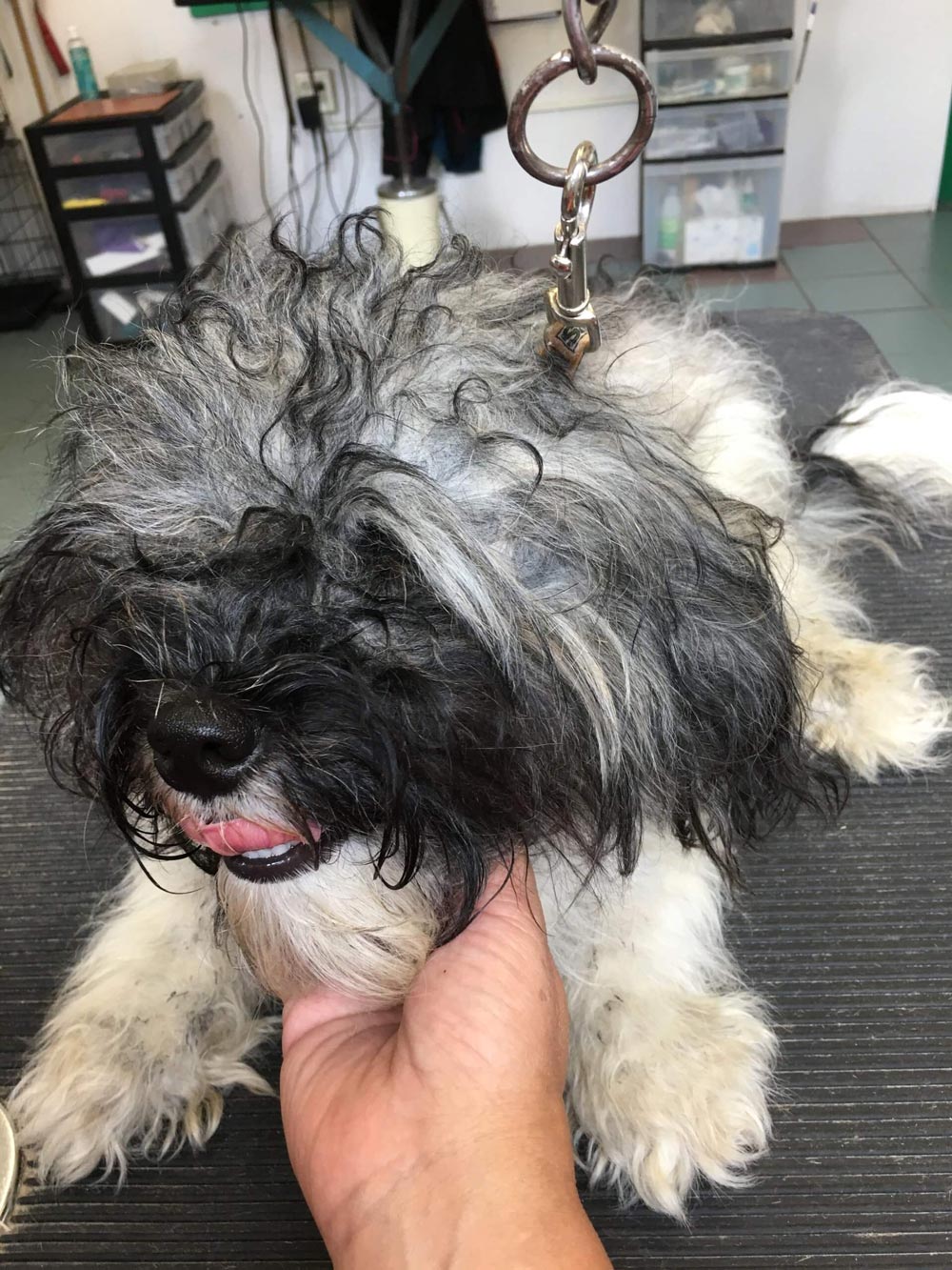 Pet Grooming South Orange, NJ Animal Kingdom