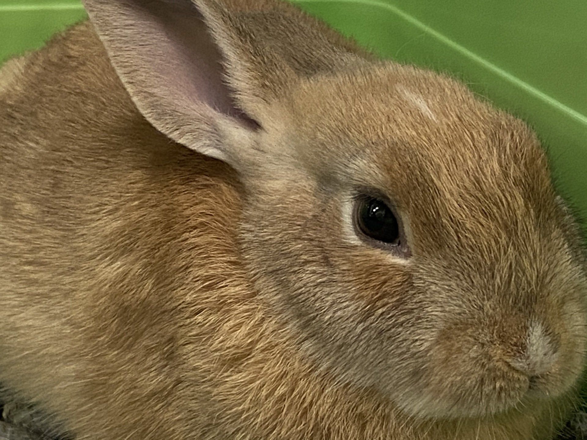 Pet Store & Food South Orange, NJ Animal Kingdom