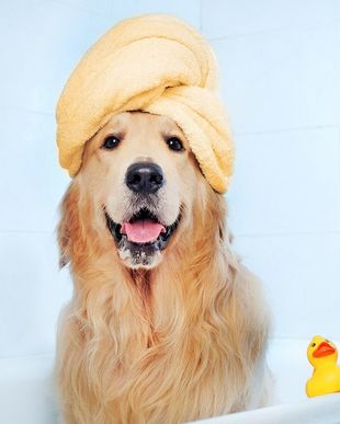 Pet Shop For All Your Needs South Orange Nj Animal Kingdom
