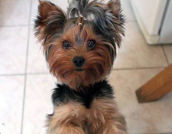 adult yorkie for sale