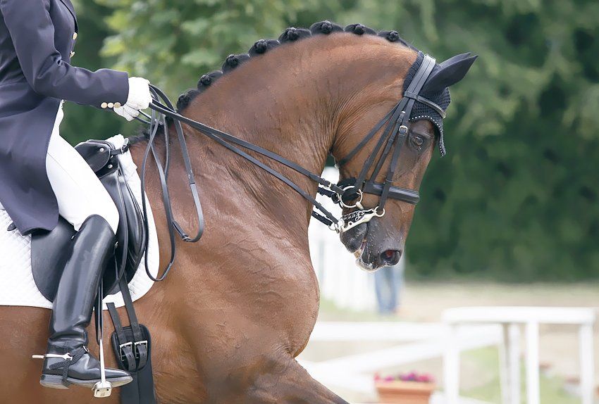 Equestrian products | Bowlers Equestrian