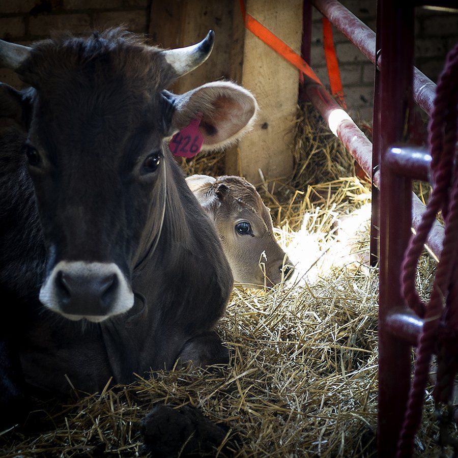 welcome-to-churchtown-dairy-centre-for-regenerative-community