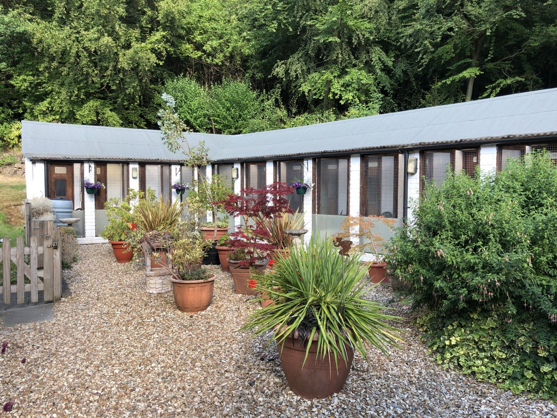 Taking a look at the new cattery licensing regulations 2019