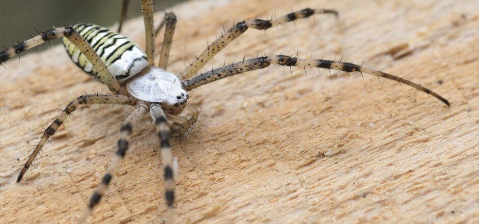 Spider — Yamba Pest Control in Yamba, NSW