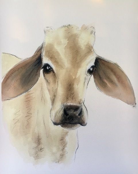 Cow — Pet Portraiture in Rapid Crook, NT