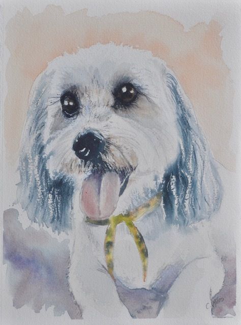 Cute Dog — Pet Portraiture in Rapid Crook, NT