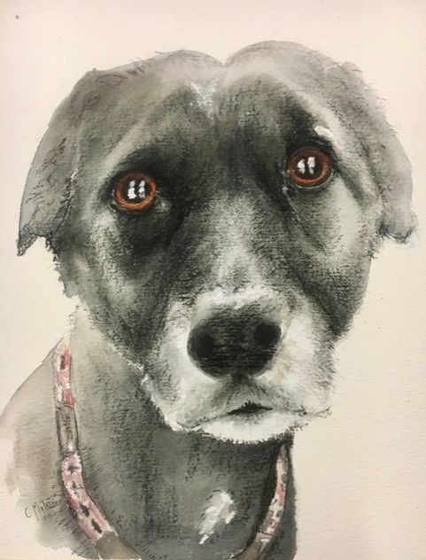 Gray Dog — Pet Portraiture in Rapid Crook, NT
