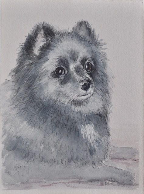 Pomeranian — Pet Portraiture in Rapid Crook, NT