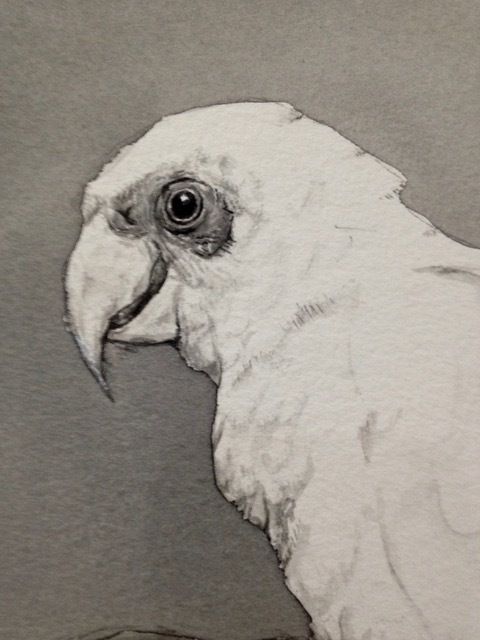 White Bird — Pet Portraiture in Rapid Crook, NT