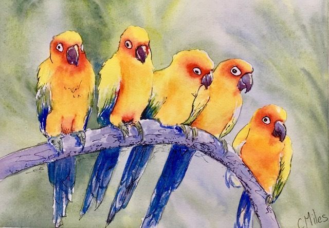 Yellow Birds — Pet Portraiture in Rapid Crook, NT