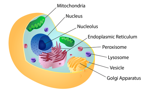 Educational Illustrations & Animations For Science & STEM Topics