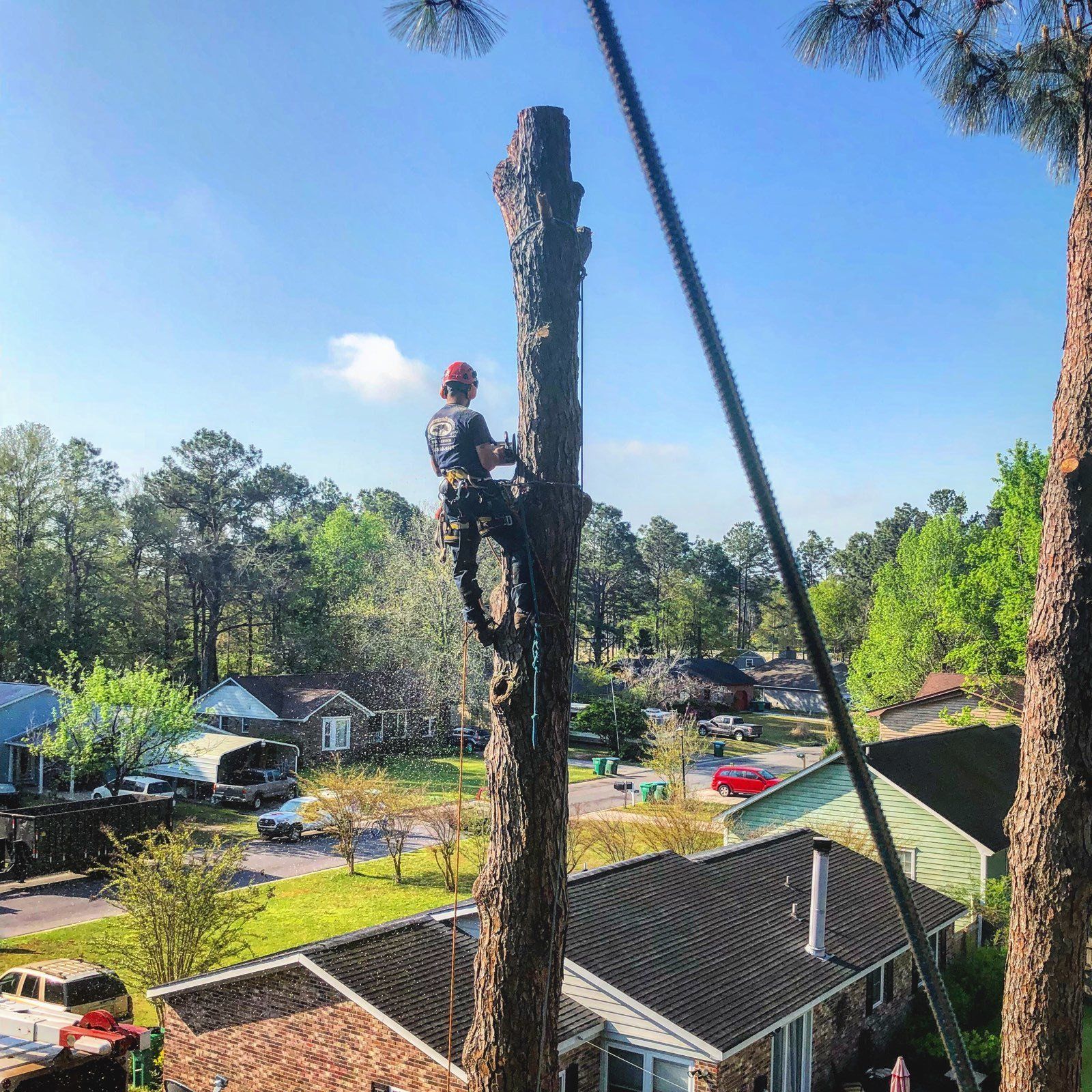 Charlestonn removing sc trees