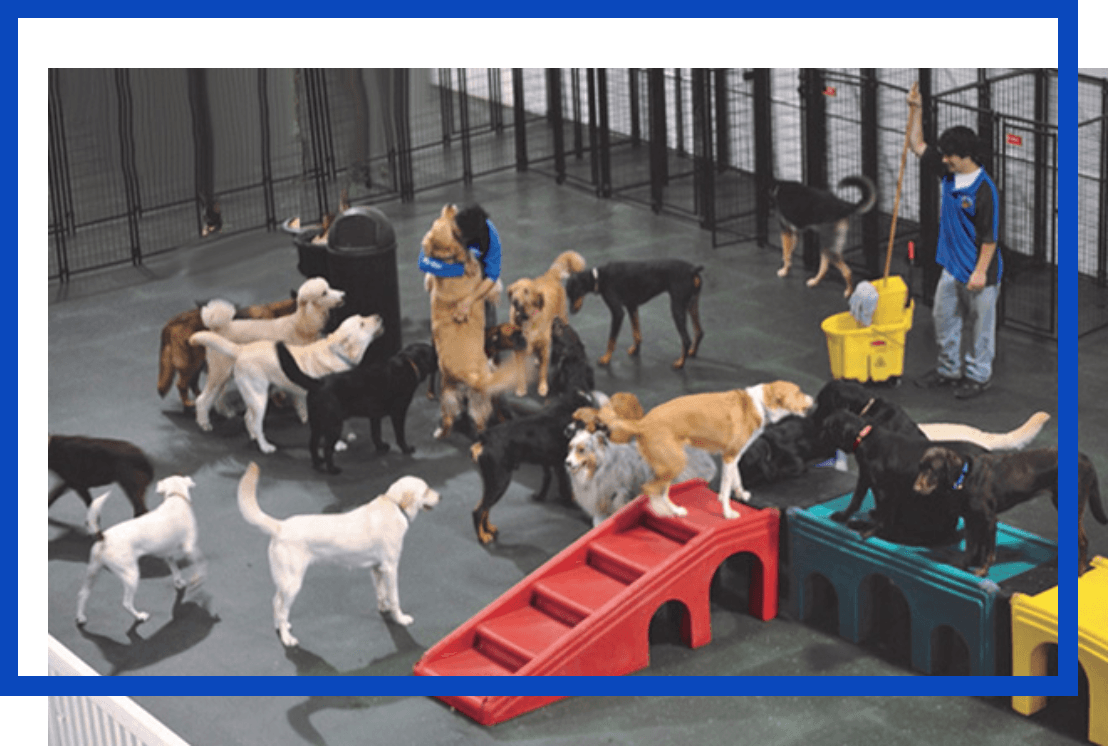 doggy daycare and boarding near me
