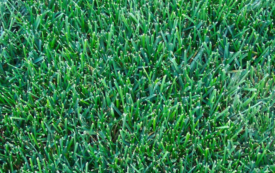 Kentucky Bluegrass Sod For Sale Scotts Sod Sales And Installation