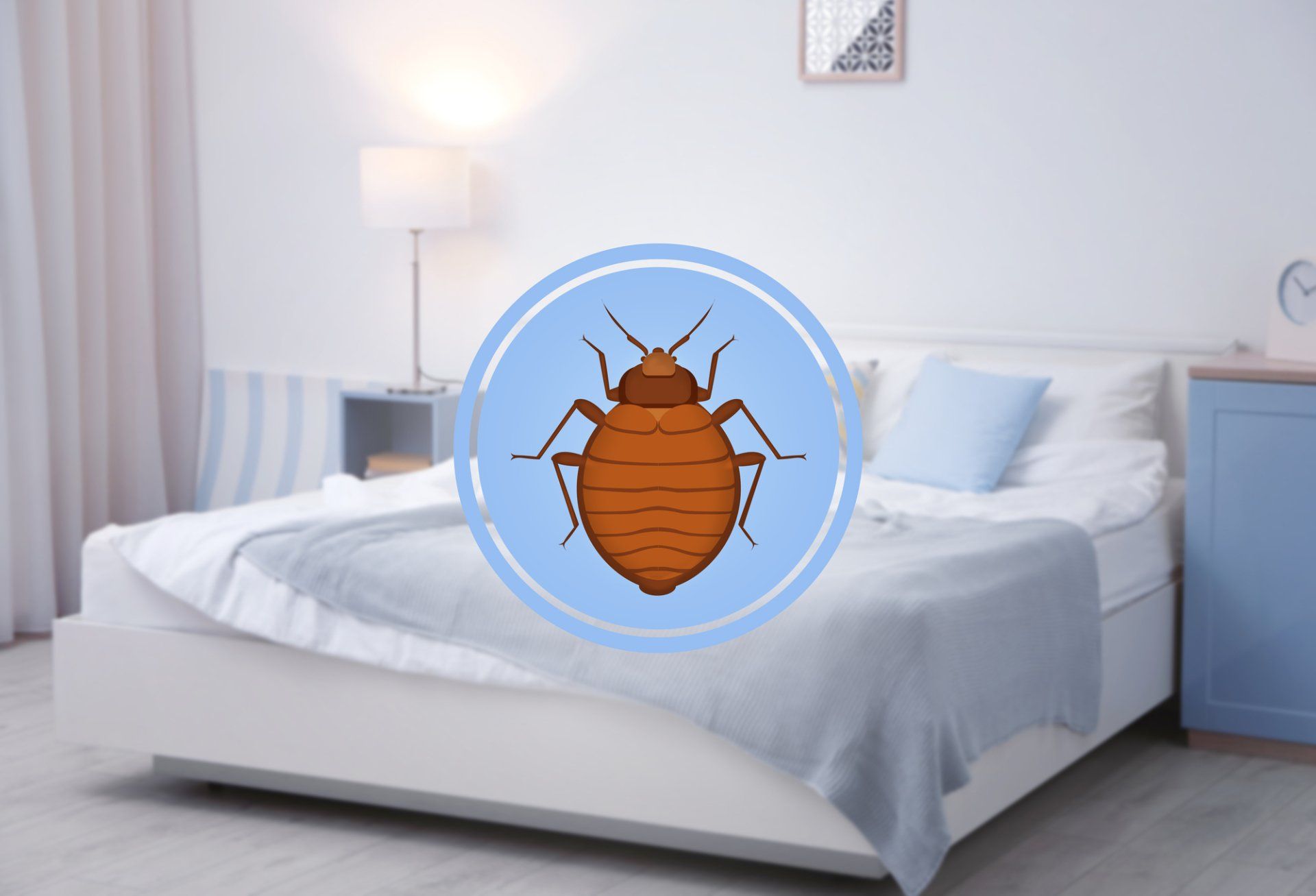 DIY Bed Bug Removal In Phoenix, AZ | BedBug Revenge