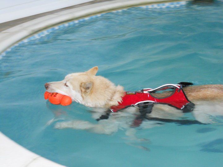 canine-hydrotherapy-pool-doggy-paddles-canine-country-retreat