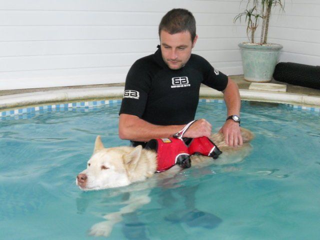 dog hydrotherapy pool