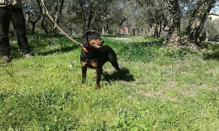 Tecniche Di Allevamento Animale Ed Educazione Cinofila