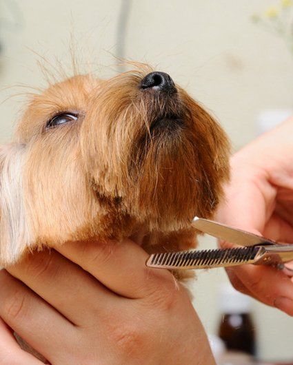 canine grooming