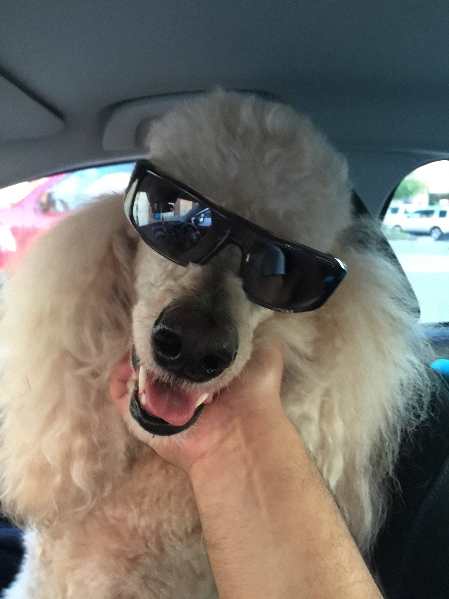 Noah&rsquo;s Ark Dog &amp; Cat Grooming - Pet groomers Elk Grove, CA