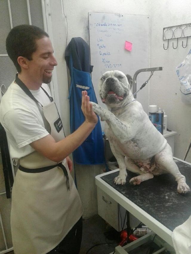 noah's ark dog grooming