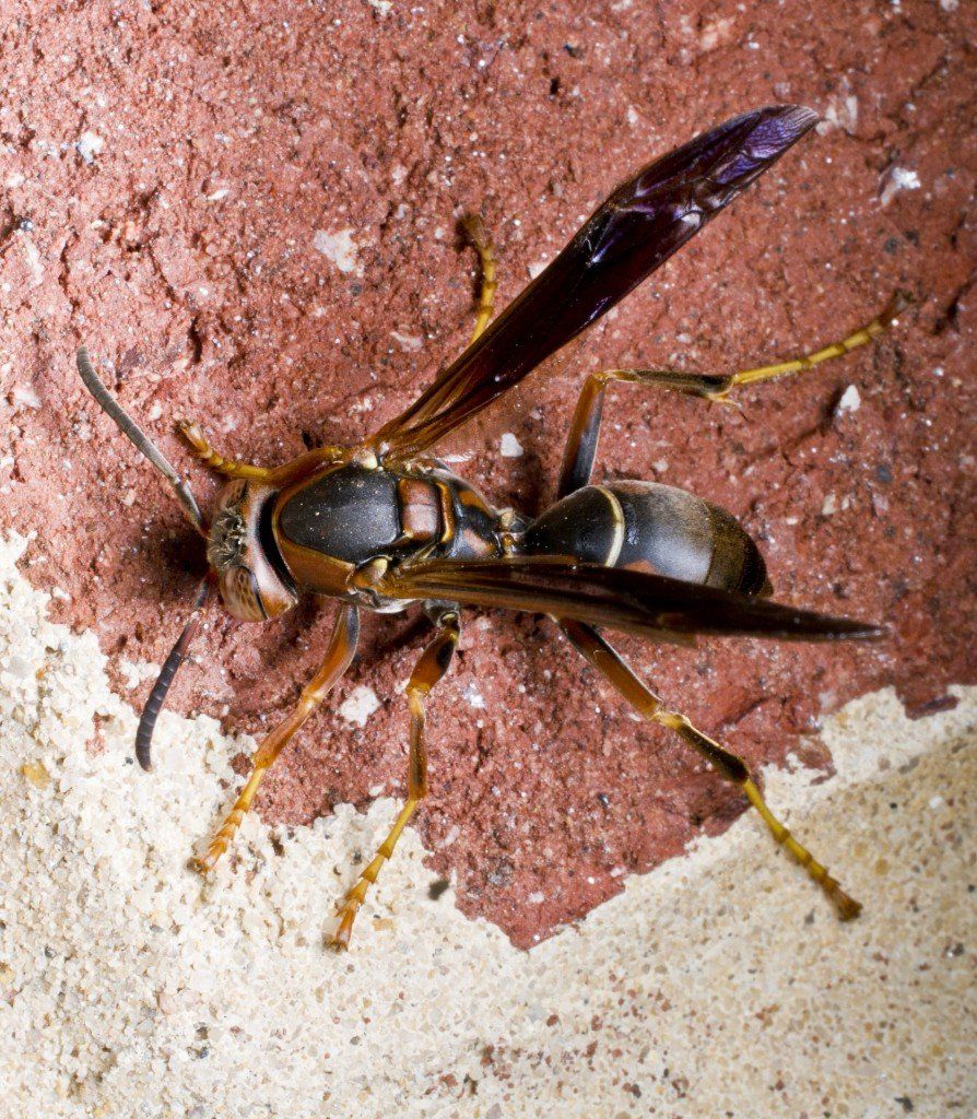 wasp control and treatment in california