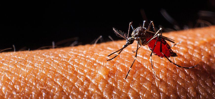 Dengue Fever: Causes, Symptoms And Treatments