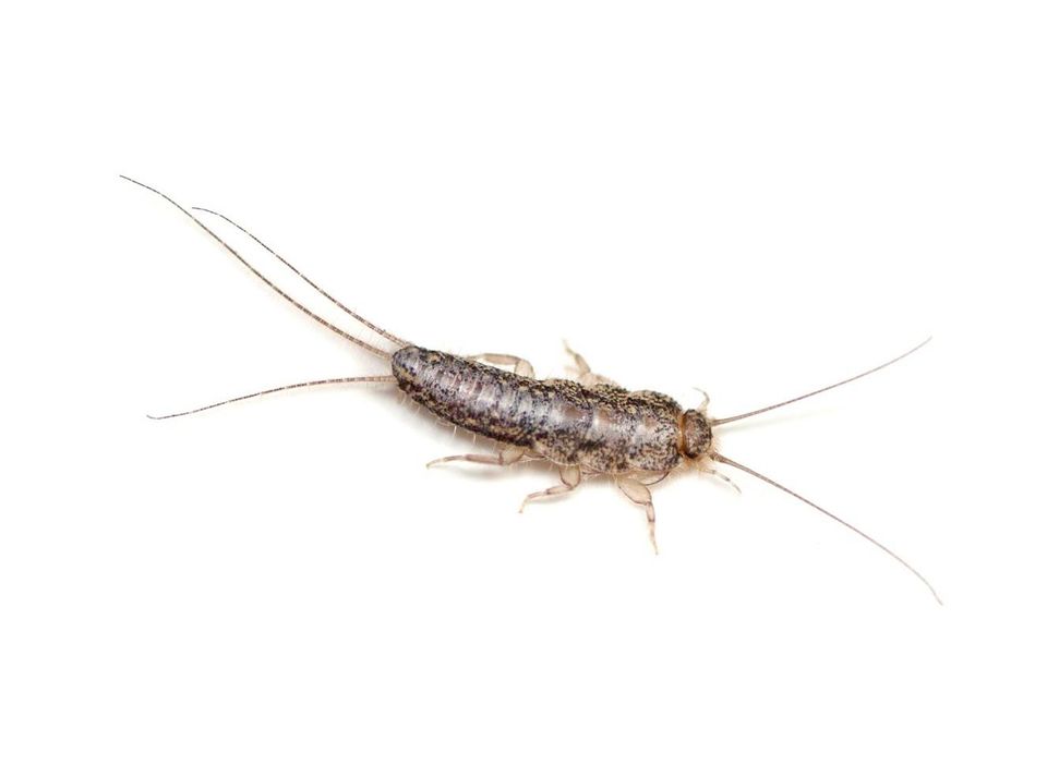 Why Are Silverfish So Common in Texas Homes?