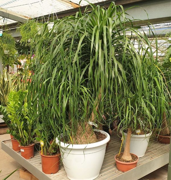 Piante da interno Pescara Vivaio Valpescara Garden