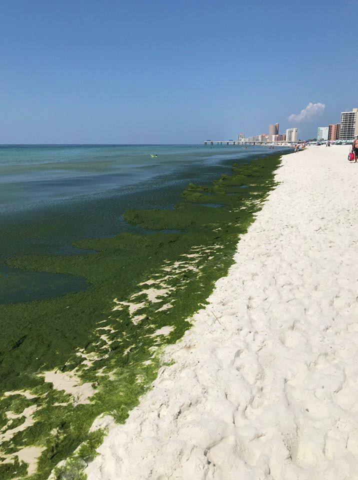 "Junegrass" on the beaches in August
