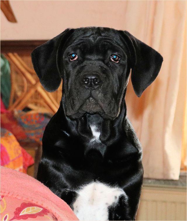boleyn cane corso